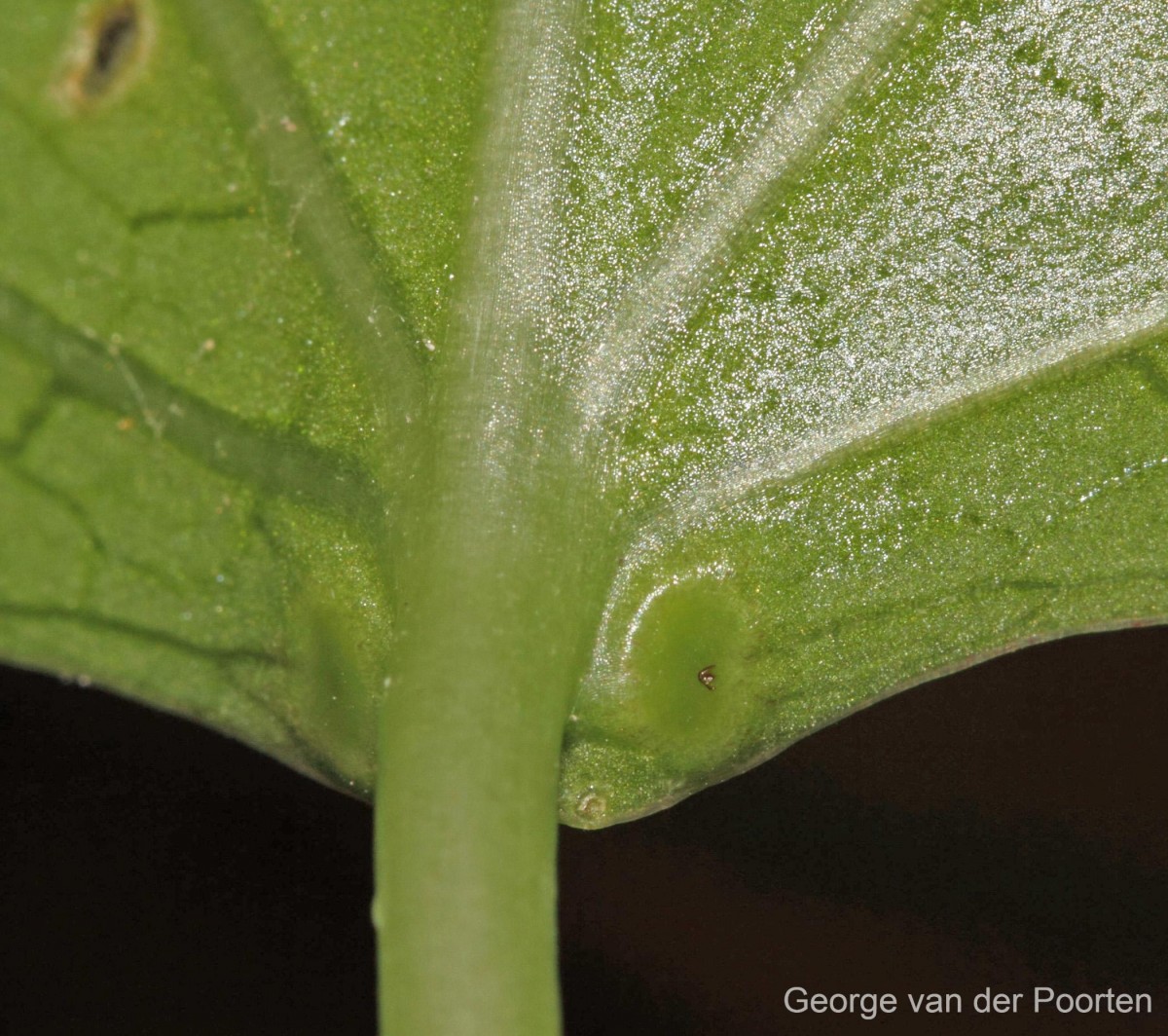 Adenia hondala (Gaertn.) W.J.de Wilde